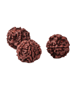Rudraksha